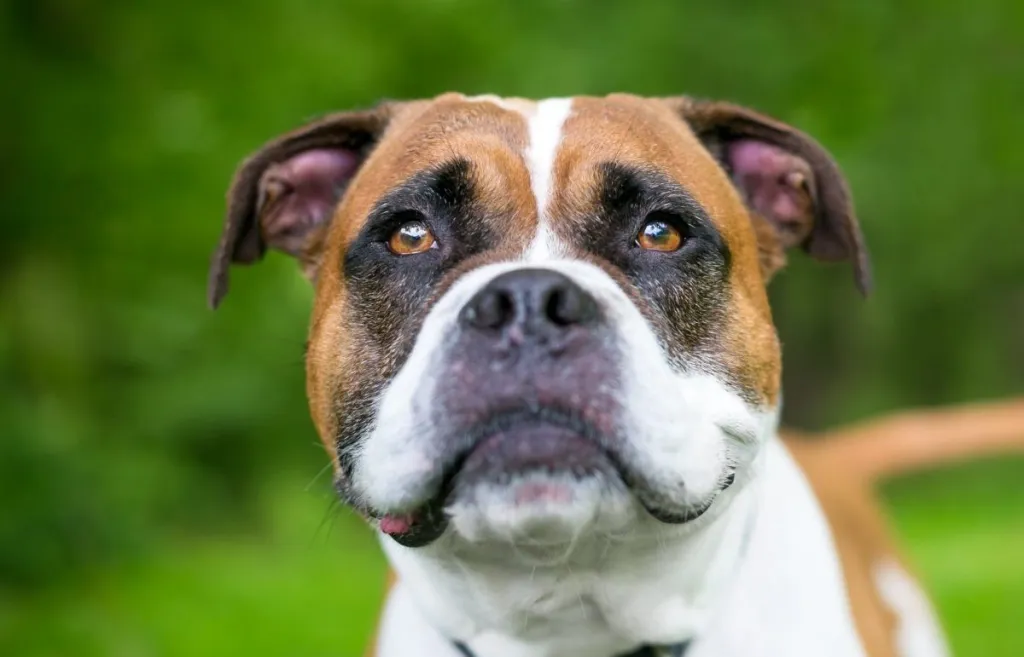 A close-up of a derpy Valley Bulldog, a mix of Boxer and Bulldog.