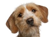 Close-up of a 1-year old Basset Fauve de Bretagne in front of white background.
