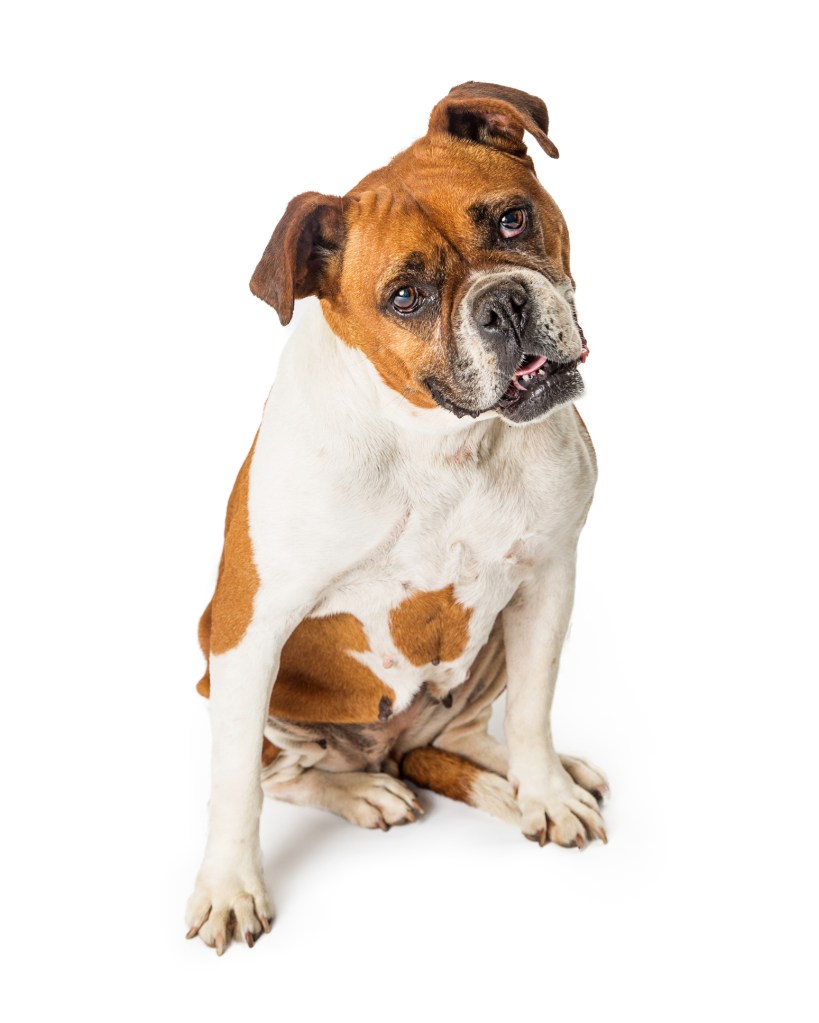 A Valley Bulldog, a mix between Boxer and Bulldog, tilts their head while getting photographed. 