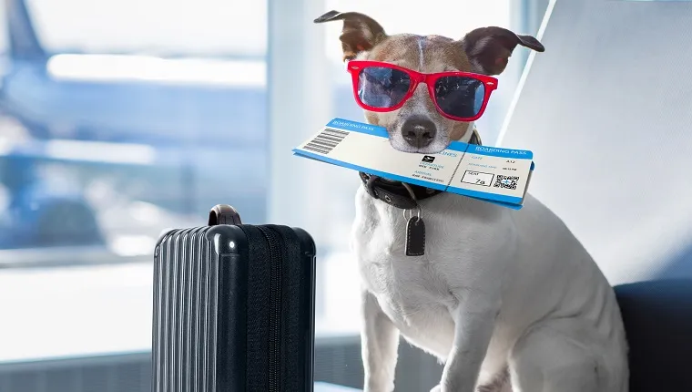 New Airport Guidelines Remove Dog Breed Bans For Emotional Support Animals  