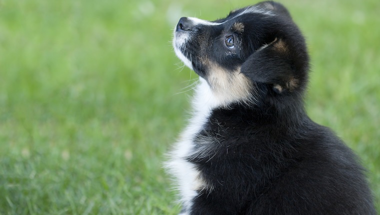 Aussie corgi hot sale mix puppies