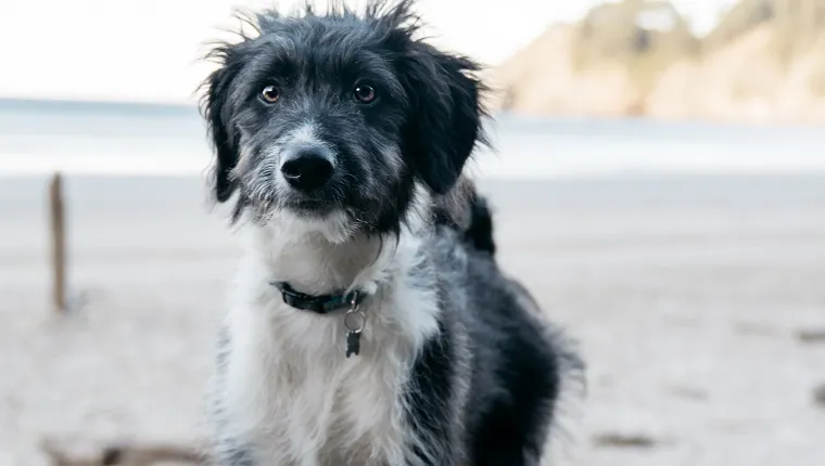 Goldendoodle border collie store mix