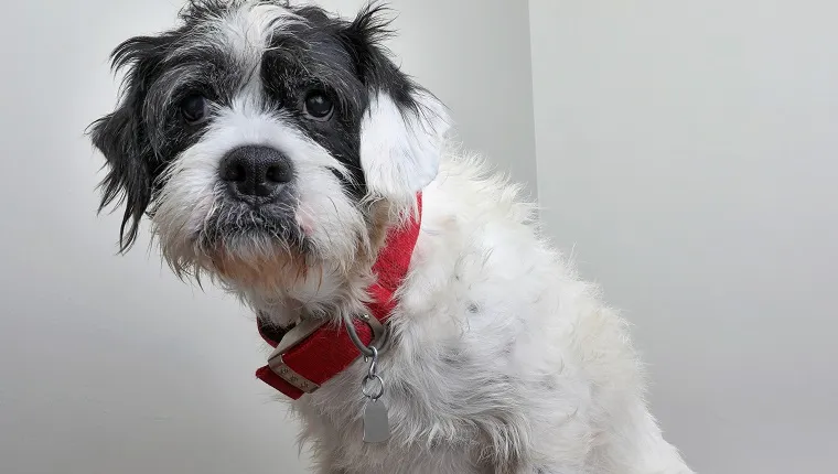 Poodle Boxer mixed breed dog in animal shelter, hoping to be adopted