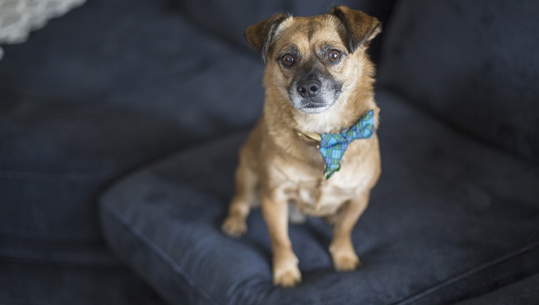 High angle portrait of dog on blue sofa at home