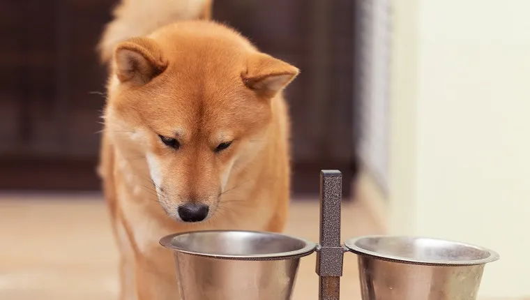 Red Shiba inu dog Eating from Dog BowlRed Shiba inu dog Eating from Dog Bowl