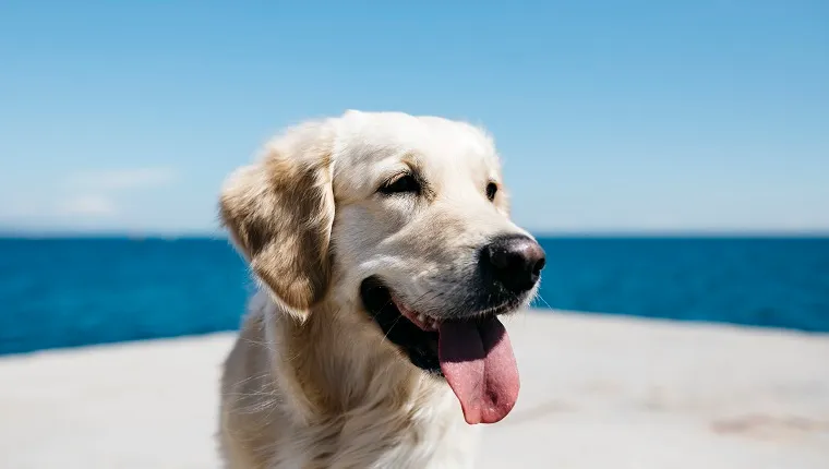 Portrait of Labrador Retriever in front of the sea
