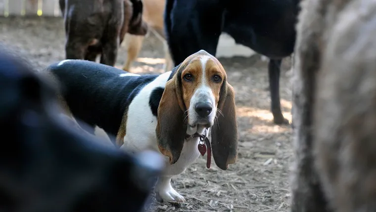 Single small dog (breed: basset hound) in focus looking into camera while other out of focus dogs surround him in doggie day care outside playlot