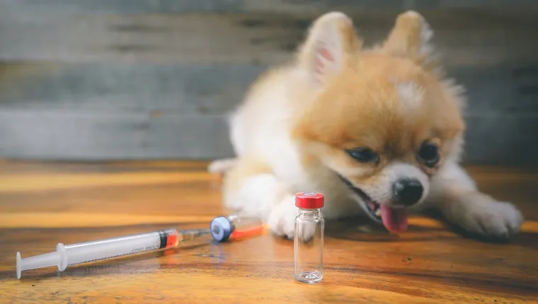 Veterinary medicine, pet, animals, health care and people concept - close up of vials and blur Pomeranian dog sitting on wood floor with syringe, drug injection or Rabies vaccination, wood background.