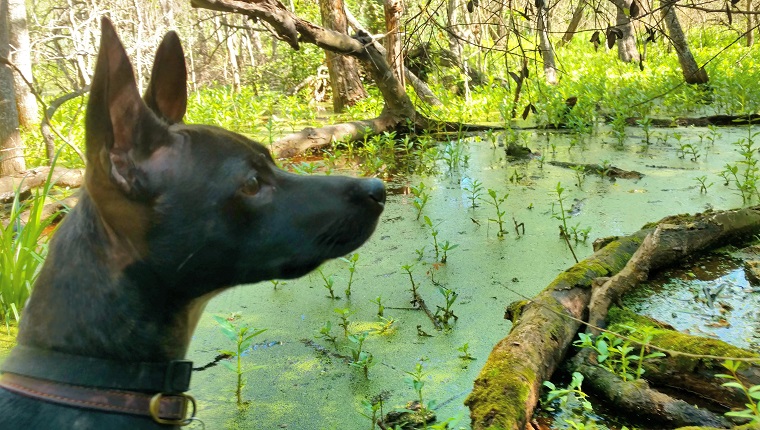 A small black dog stares out at the verdant green swamp wetland marsh pond in the suburbs of Houston, TX.