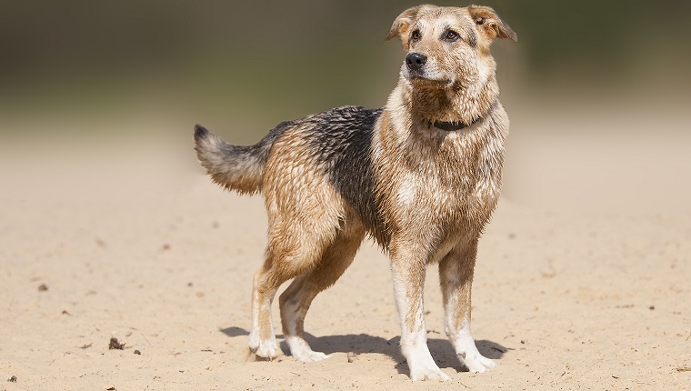 German Sheprador Dog Breed Information and Characteristics