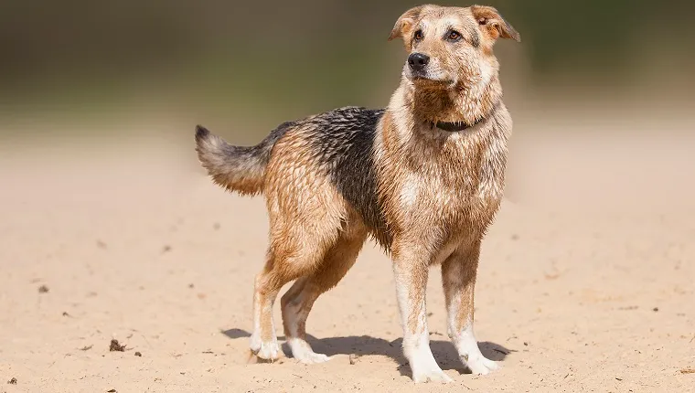 A Labrador/German Shepherd Mix posing for the camera.A dog standing on yellow sand before a blurred background.