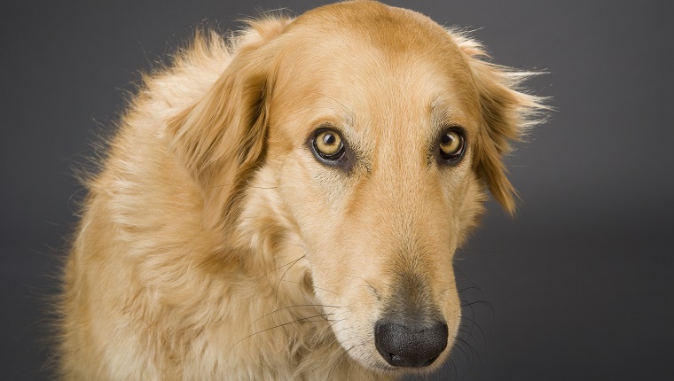 Collie-Golden Retriever cross breed dog.