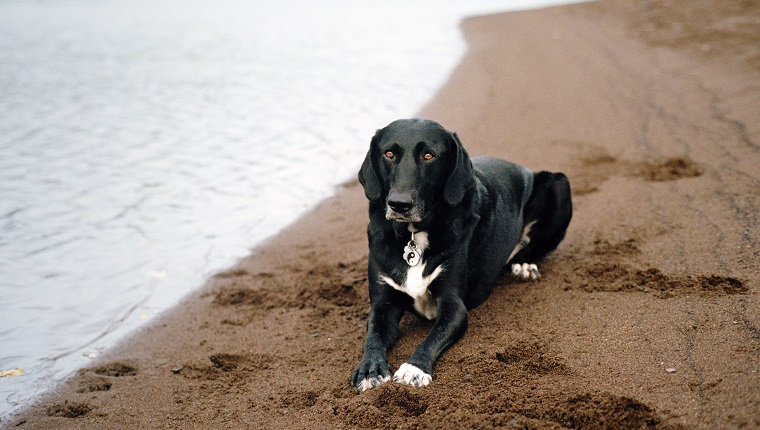 Lab Pointer Mixed Dog Breed Pictures, Characteristics, & Facts