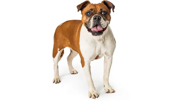Mixed Boxer and Bulldog breeds dog standing on white background with mouth open