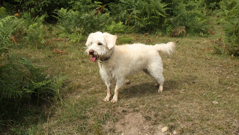 poodle terrier mix puppies white