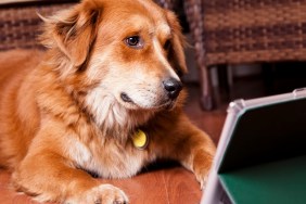 Golden retriever dog lies on home floor while watching his favorite canine program, surfing the internet, studying for school, or viewing a video on the digital tablet. Technology, pets, humor.