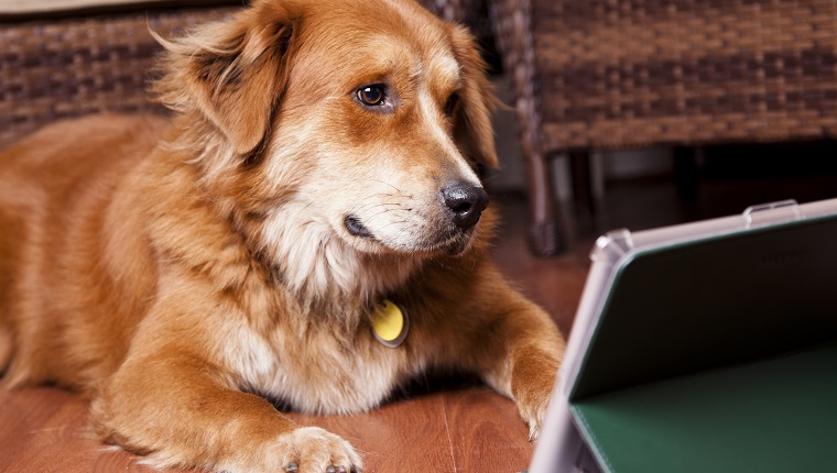 Golden retriever dog lies on home floor while watching his favorite canine program, surfing the internet, studying for school, or viewing a video on the digital tablet. Technology, pets, humor.