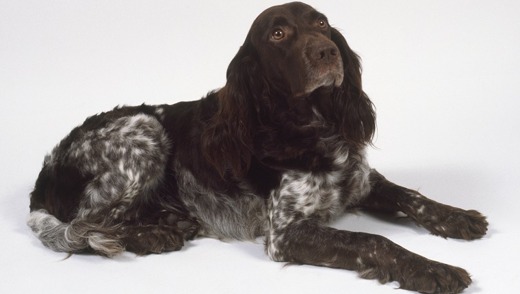 A dark brown and white German spaniel lying on the floor with its forelegs extended