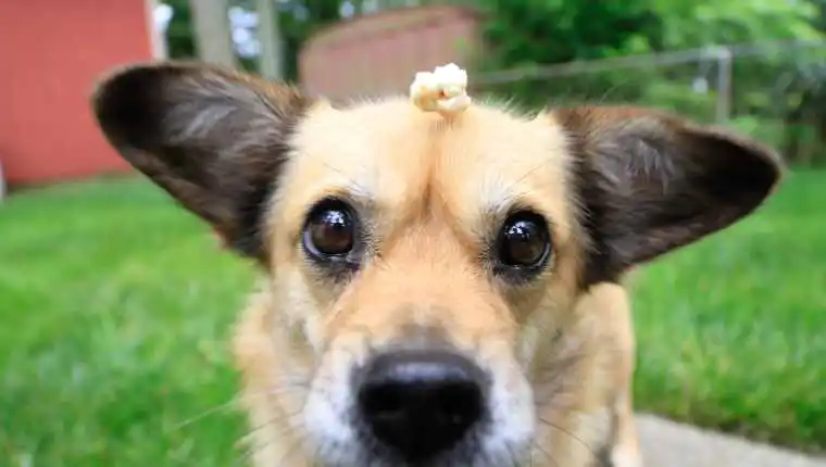 Dog Popcorn 1