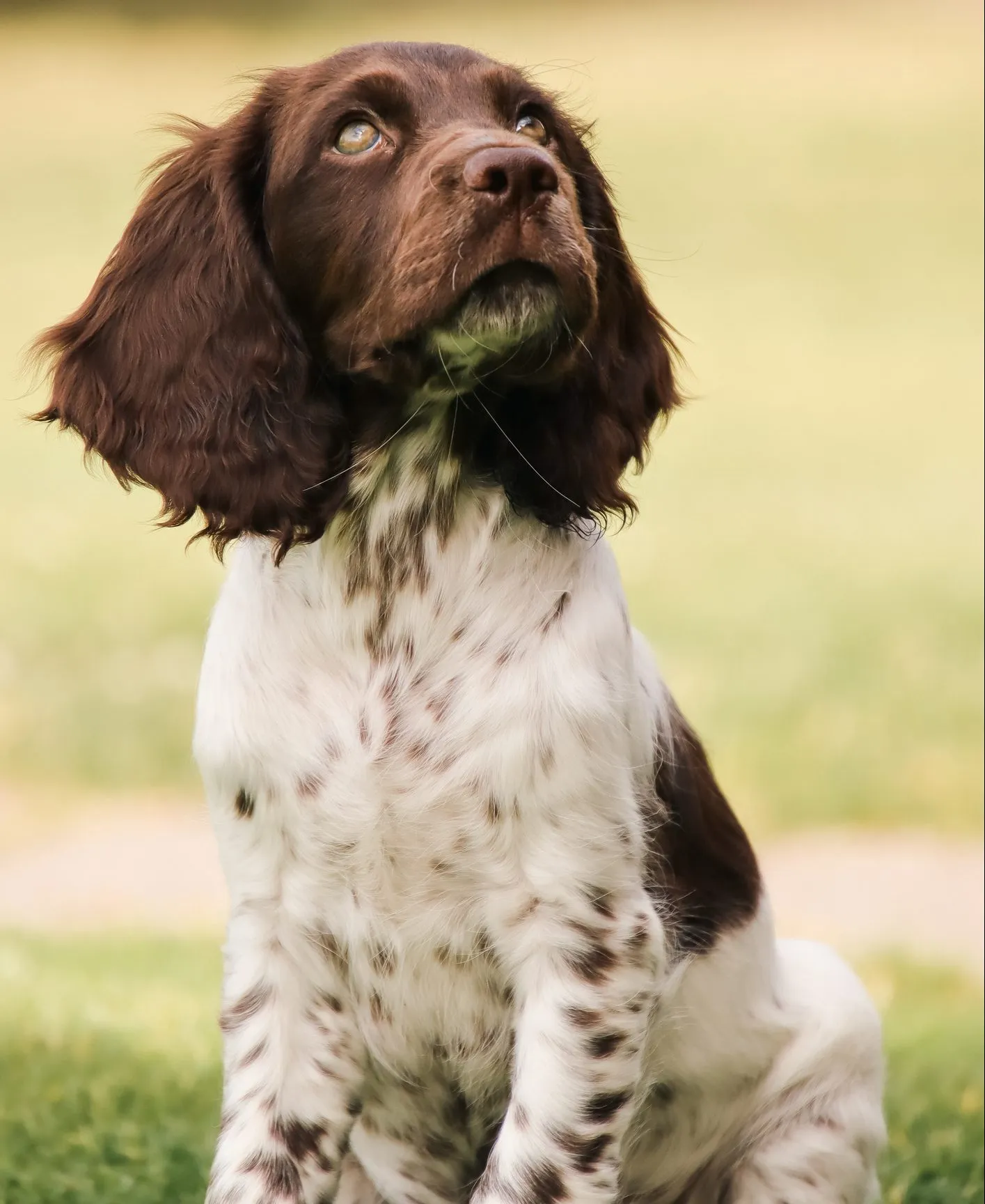 Wachtelhund puppies hot sale for sale