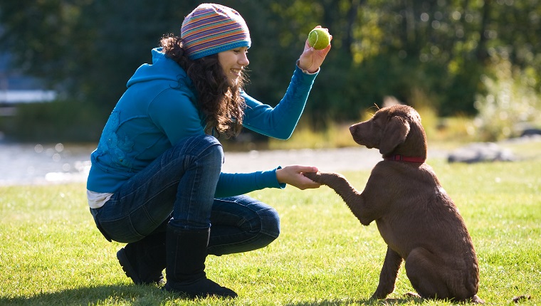 A young woman training a chocolate lab puppy to shake hands at a park.