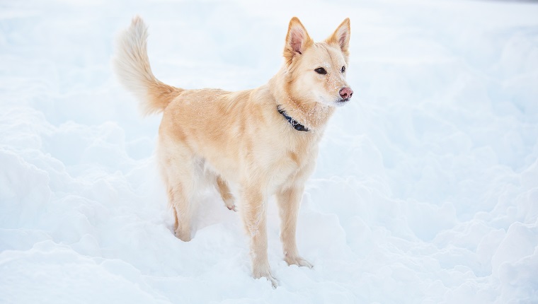 Mixed breed dog (Golden Retriever/Australian Shepherd) in the snow