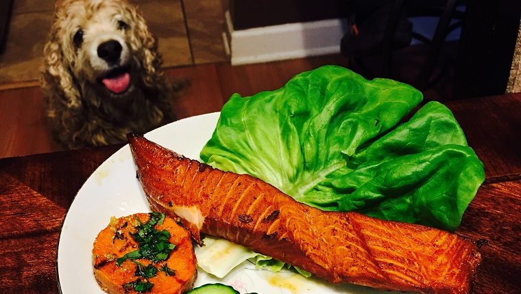High Angle View Of Salmon In Plate On Table By Dog