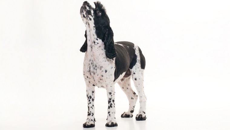 A black and white Cockalier Spaniel dog (half Cocker Spaniel and half Cavalier King Charles Spaniel) standing on an isolated white background and looking up.