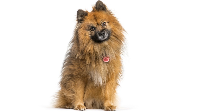 what is another name for a german spitz