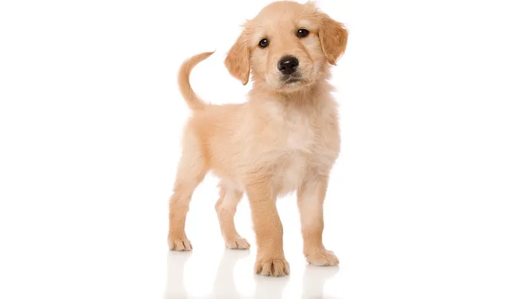 760px x 430px - Golden Cocker Retriever Mixed Dog Breed Pictures, Characteristics, & Facts