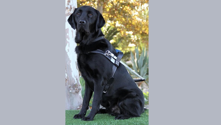 guide dog raised by mary for guide dogs of america