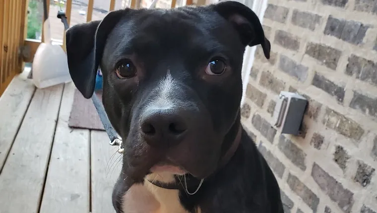 Pit Bull sits on porch
