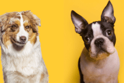 A collage showing the parent breeds of the Bossie, an Australian Shepherd mixed with Boston Terrier.