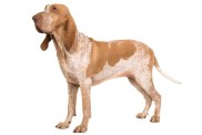 Bracco italiano standing seen from the side looking up isolated on a white background