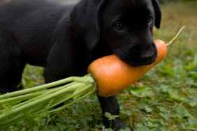 Dog Carrots 1