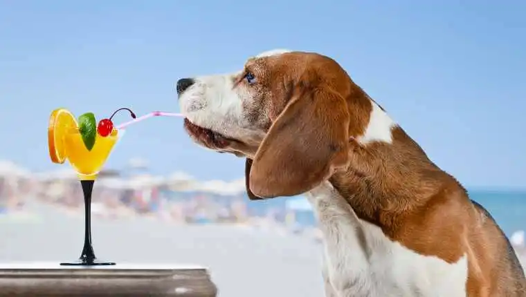 Can Dogs Drink Fruit Juices? Are Fruit Juices Safe For Dogs? - DogTime