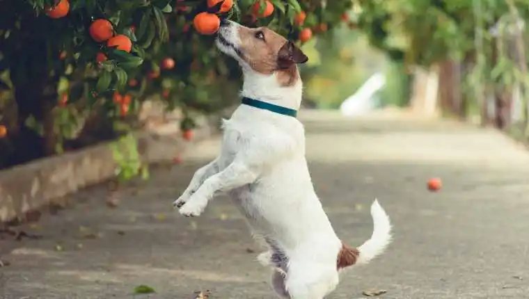 Dog Fruit Juices 2