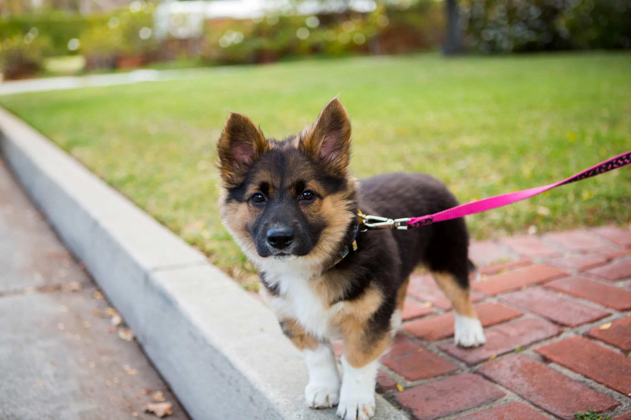 Corgi best sale german shepard