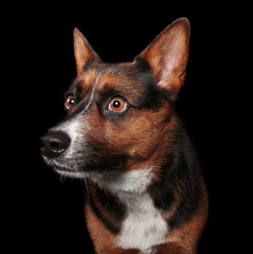 A close-up of a Corman Shepherd, a Corgi and German Shepherd mix.