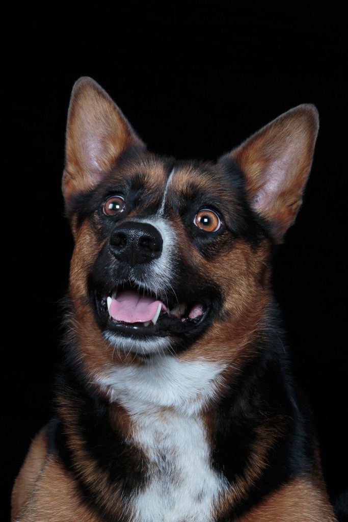 Headshot of a Corman Shepherd looking at the camera on a black background.