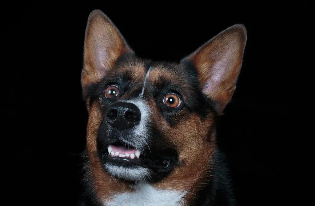 A Corman Shepherd looks excitedly at something in the photography studio.