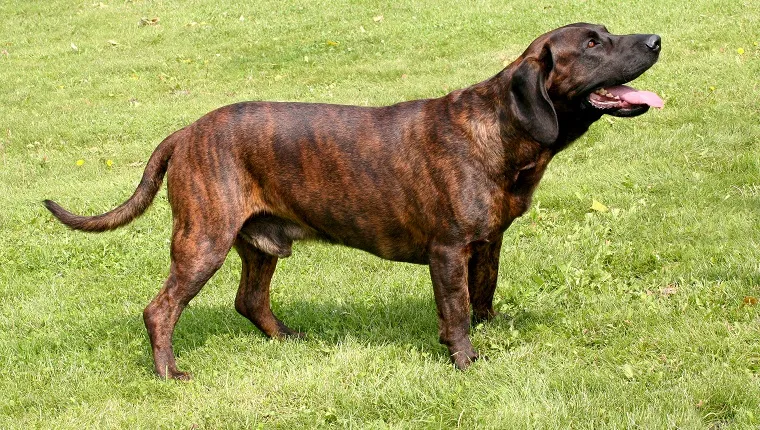 Fila Brasileiro Dog Breed Guide: Info, Pictures, Care & More!, Pet Keen
