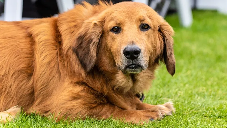 Patient mixed breed Golden Retriever and Basset Hound dog resting on park grass with adorable expression on furry face.