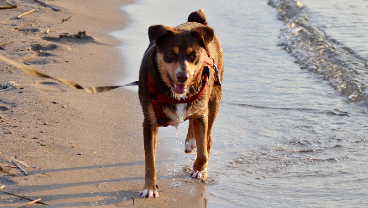 A puppy walks carelessly down the beach. Belle Isle Detroit, Michigan