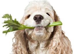 "A close up of an overfed American Cocker Spaniel who has been placed on a diet by his veterinarian, he is sitting down and unhappily holding a stalk of green celery in his mouth. Isolated on white."