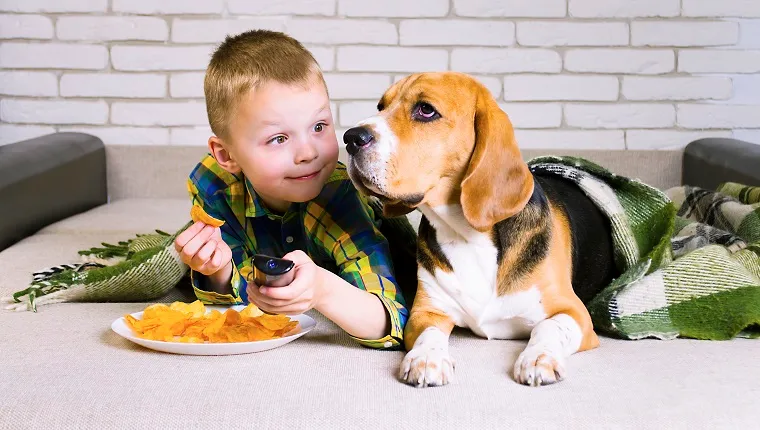 funny boy and dog Beagle eating chips on sofa in the room