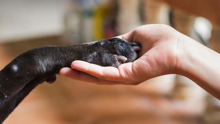 Woman hand holding paw of black dog. Animal and human friendship concept.