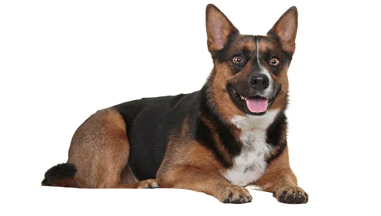 German Shepherd X Corgi looking at the camera with it's mouth open on a white background