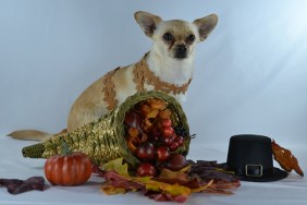 Chihuahua in autumn with Thanksgiving decorations.