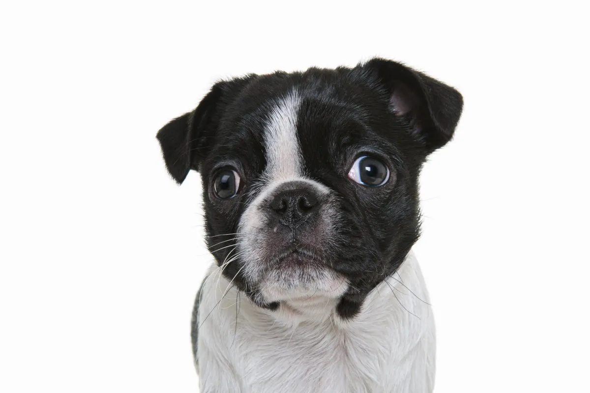Boston terrier chihuahua pug mix top